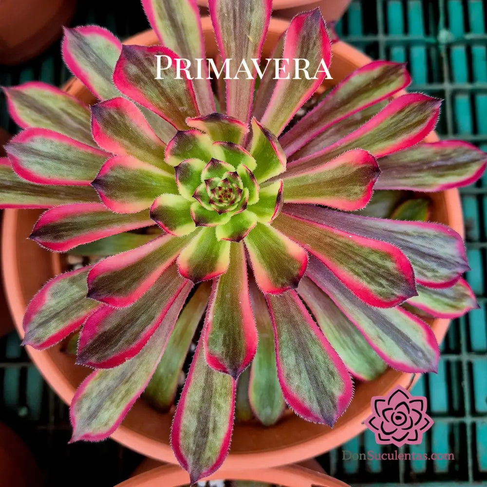 Aeonium ’Black Peony’ variegado