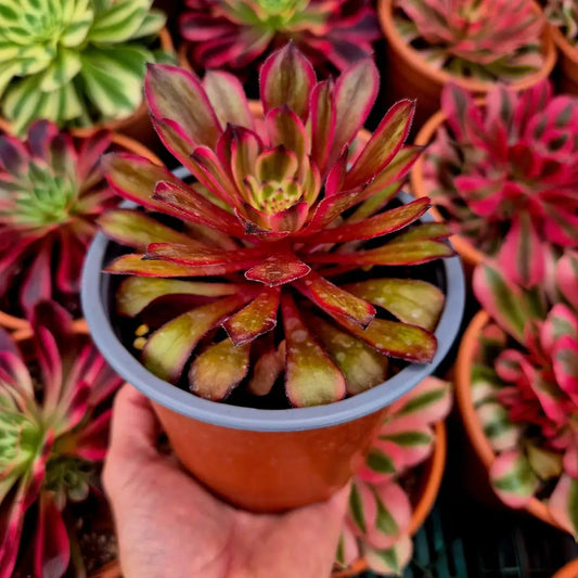 Aeonium ’Black Peony’ variegado
