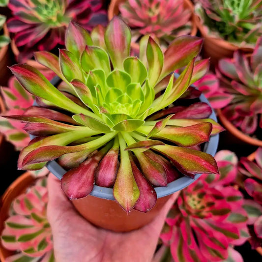 Aeonium ’Bronze Face’ variegado