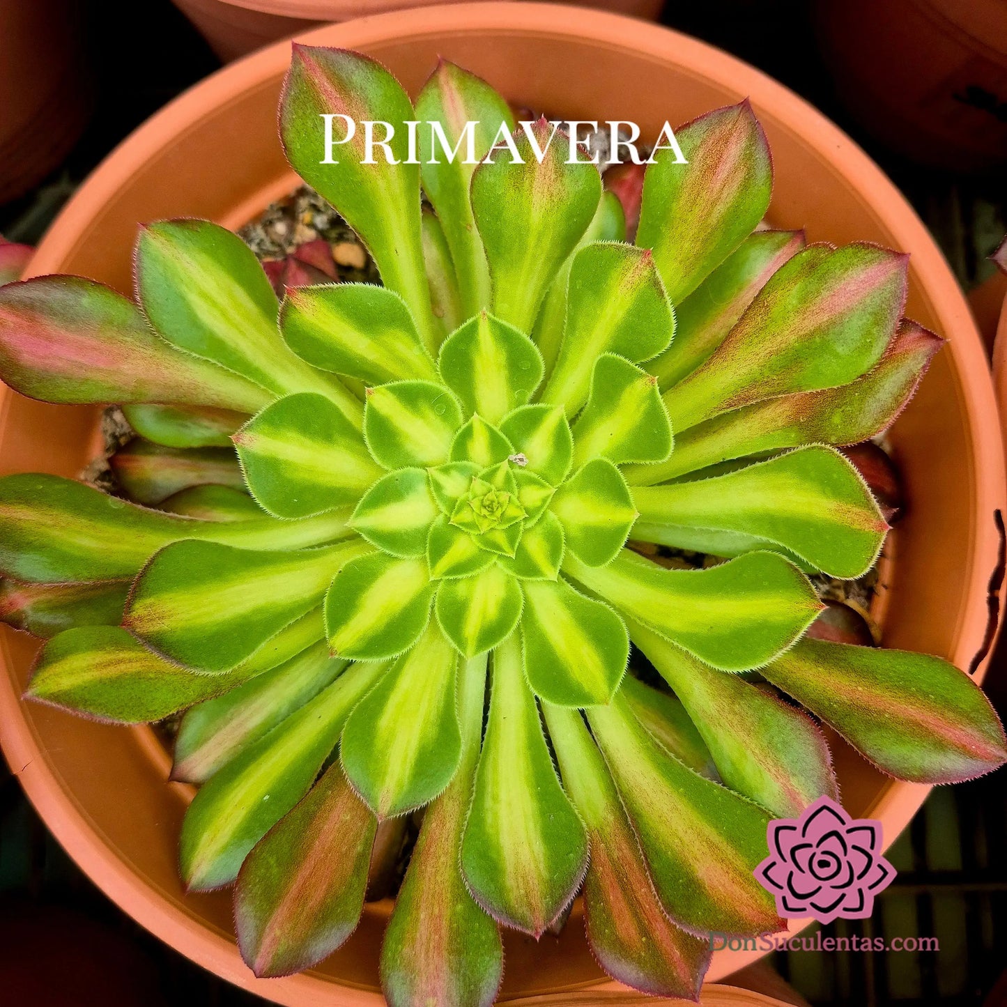 Aeonium ’Bronze Face’ variegado