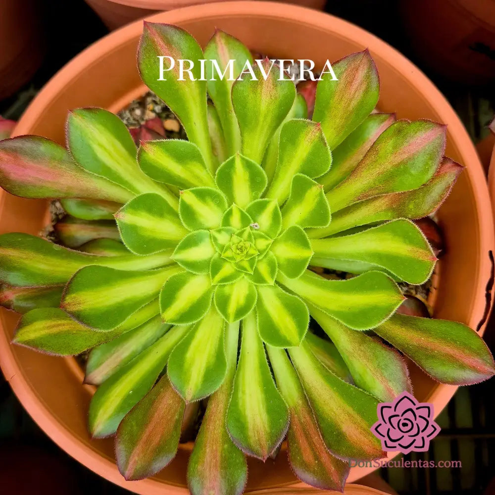 Aeonium ’Bronze Face’ variegado