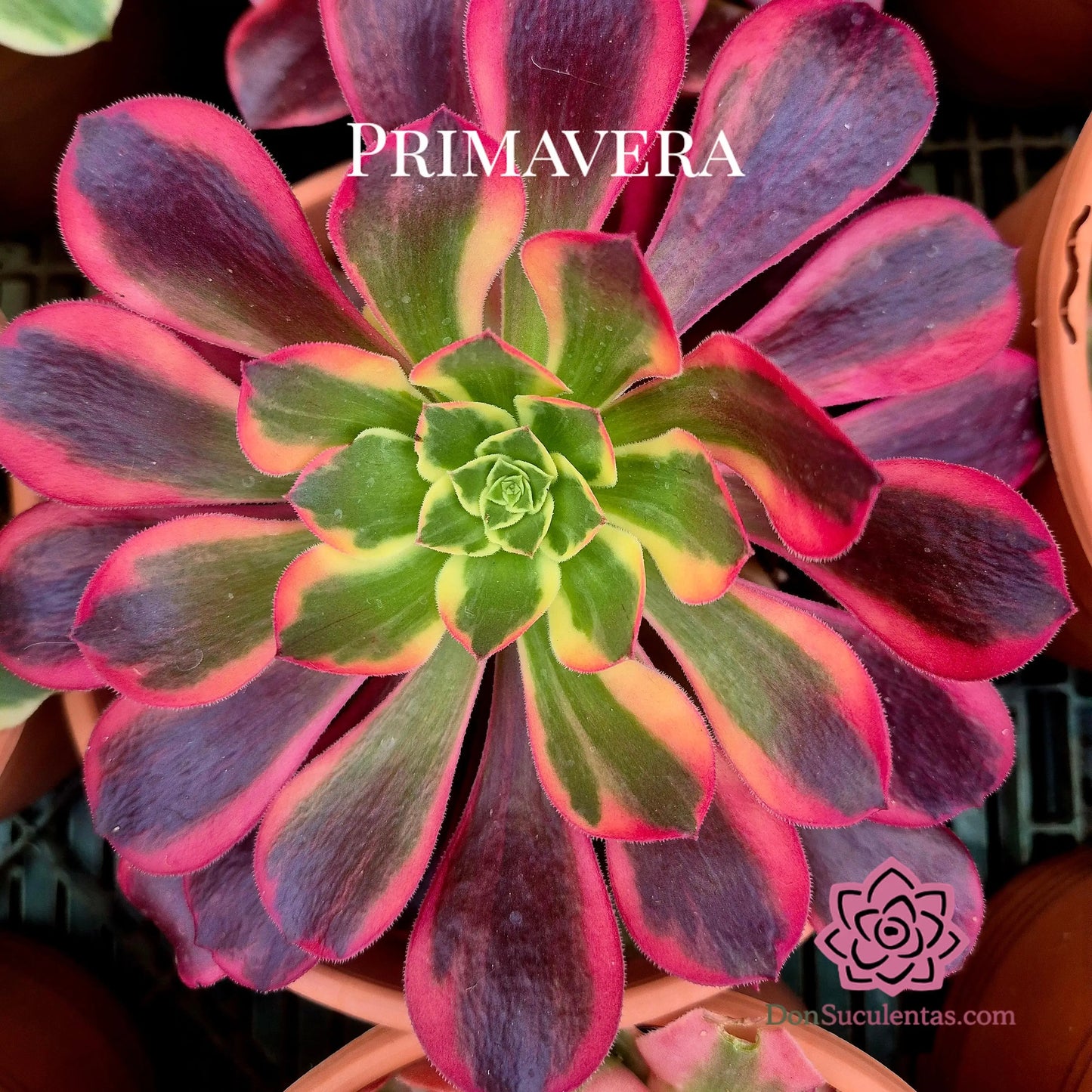 Aeonium ’Canary’ variegado