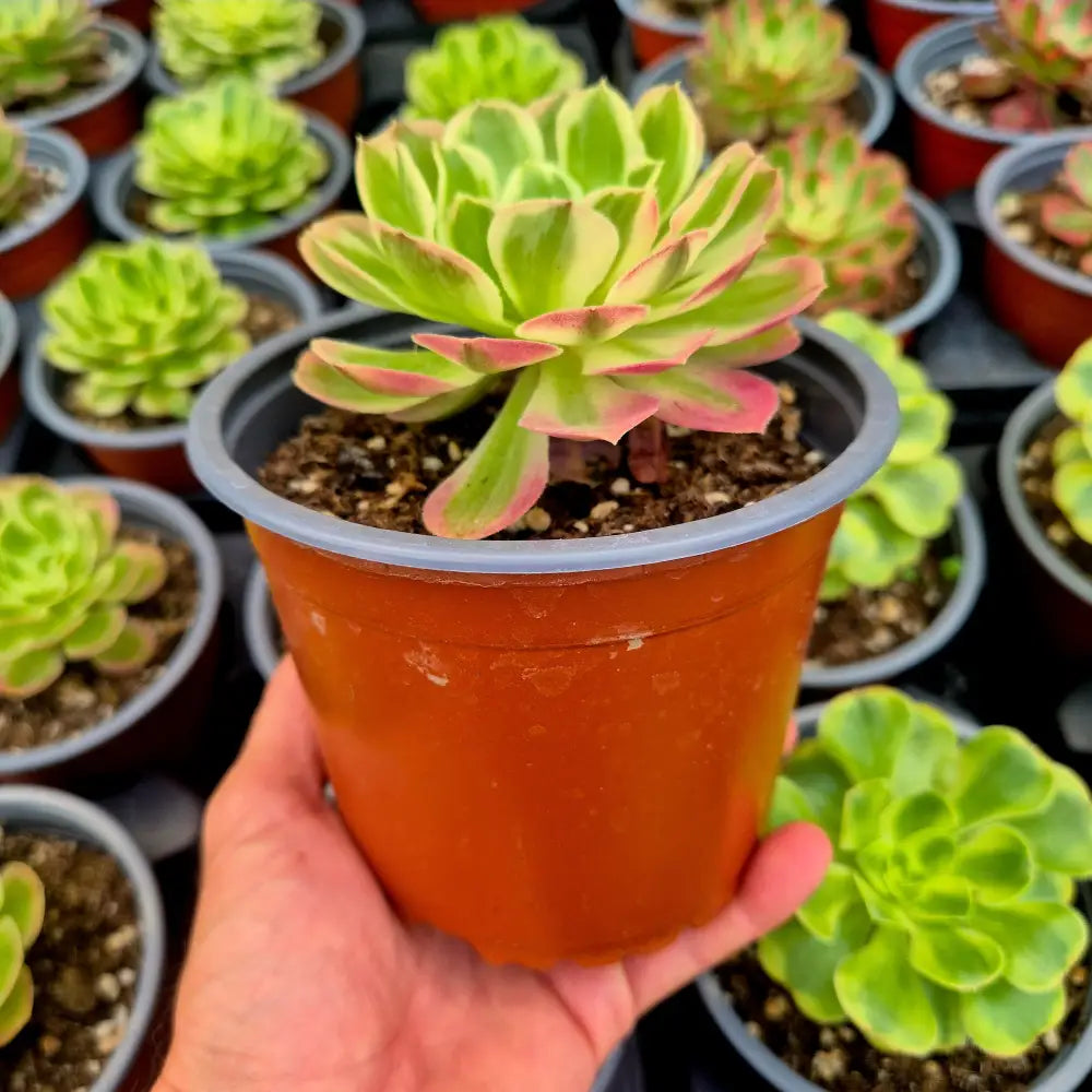 Aeonium ’Cloud Lotus’ variegado