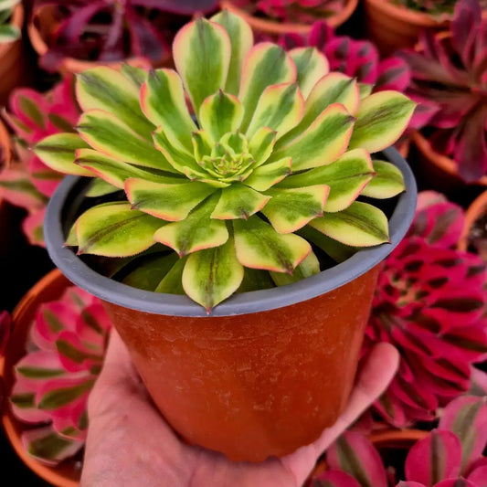 Aeonium ’Czar’ variegado
