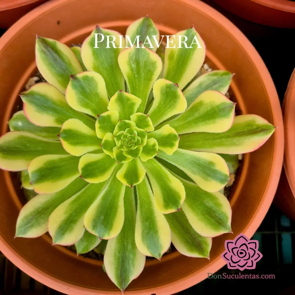 Aeonium ’Czar’ variegado