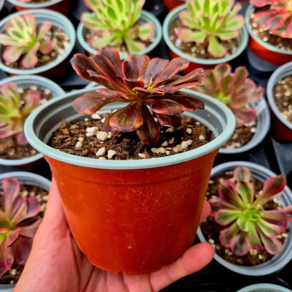 Aeonium ’Evening Glow’ variegado