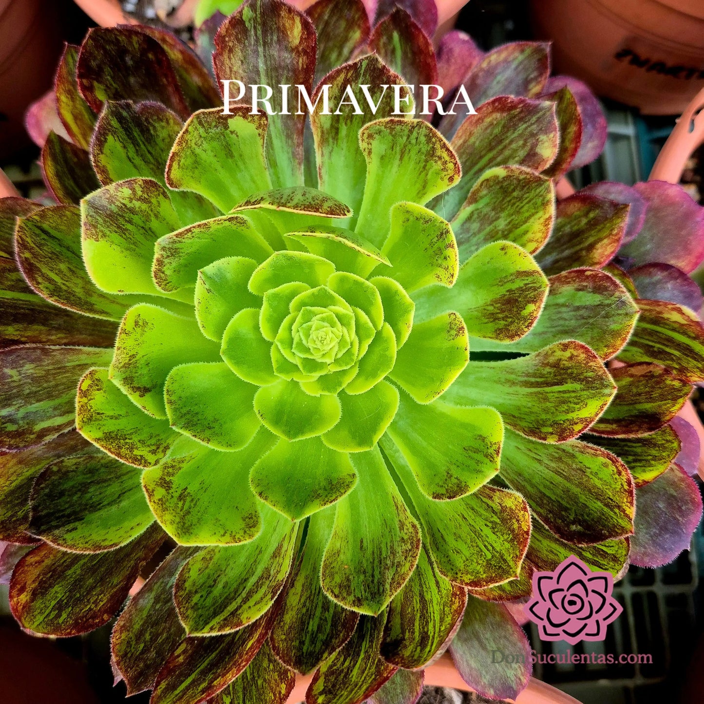 Aeonium ’Fiesta Big Bang’ variegado