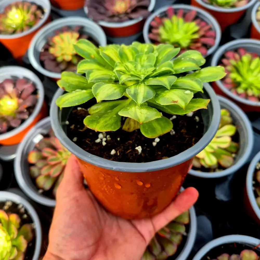 Aeonium ’Glaze’ variegado