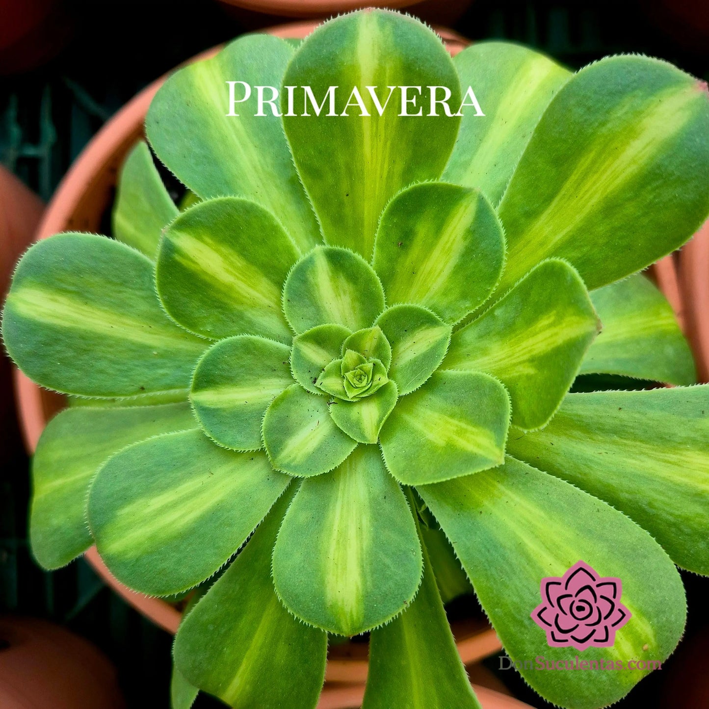 Aeonium ’Glaze’ variegado