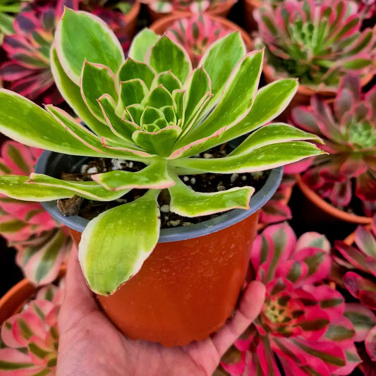 Aeonium ’Green Rose’ variegado