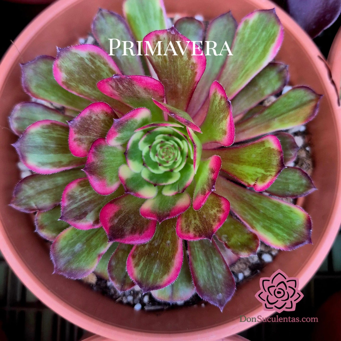 Aeonium ’Hong Yang’ variegado