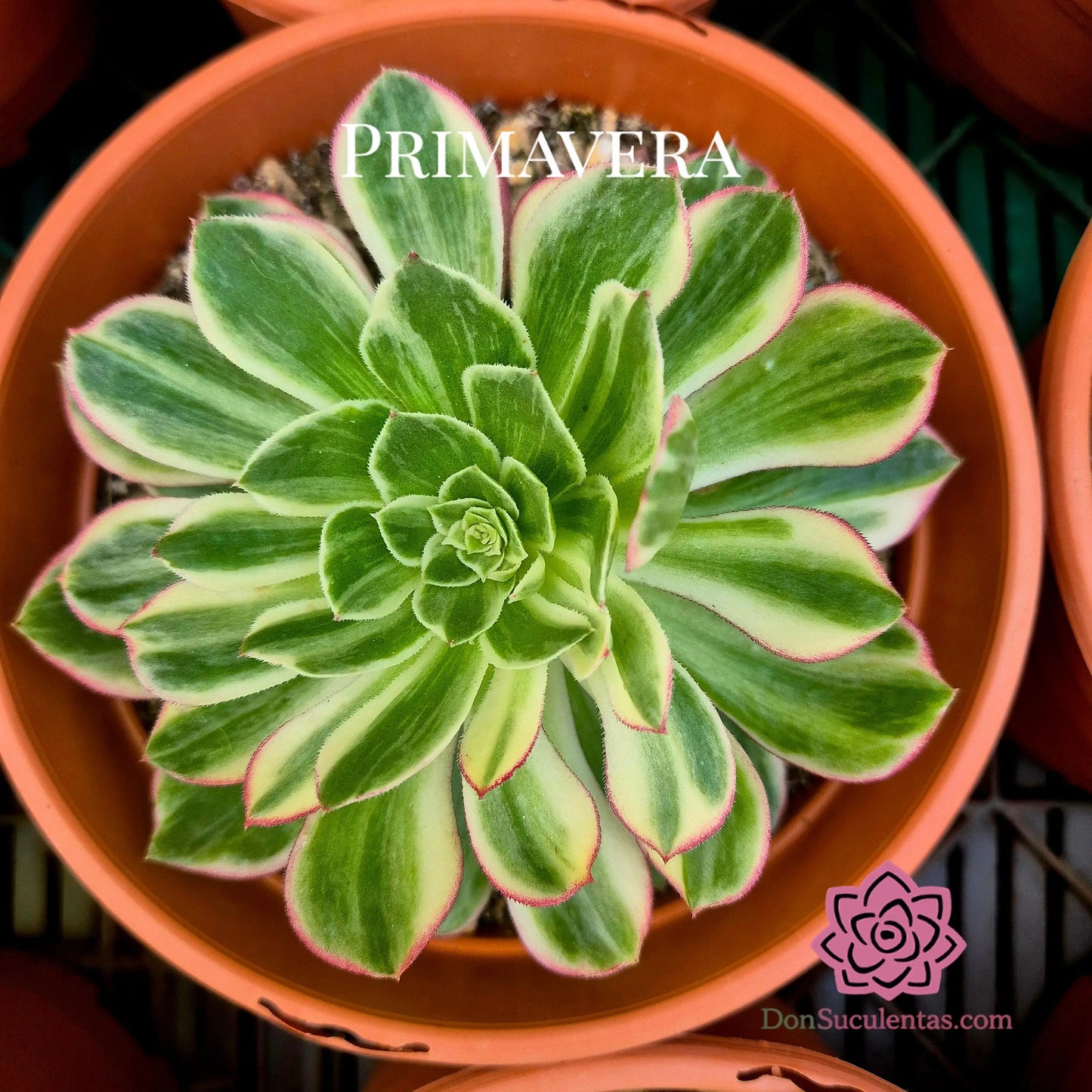Aeonium ’Kaleidoskope’ variegado