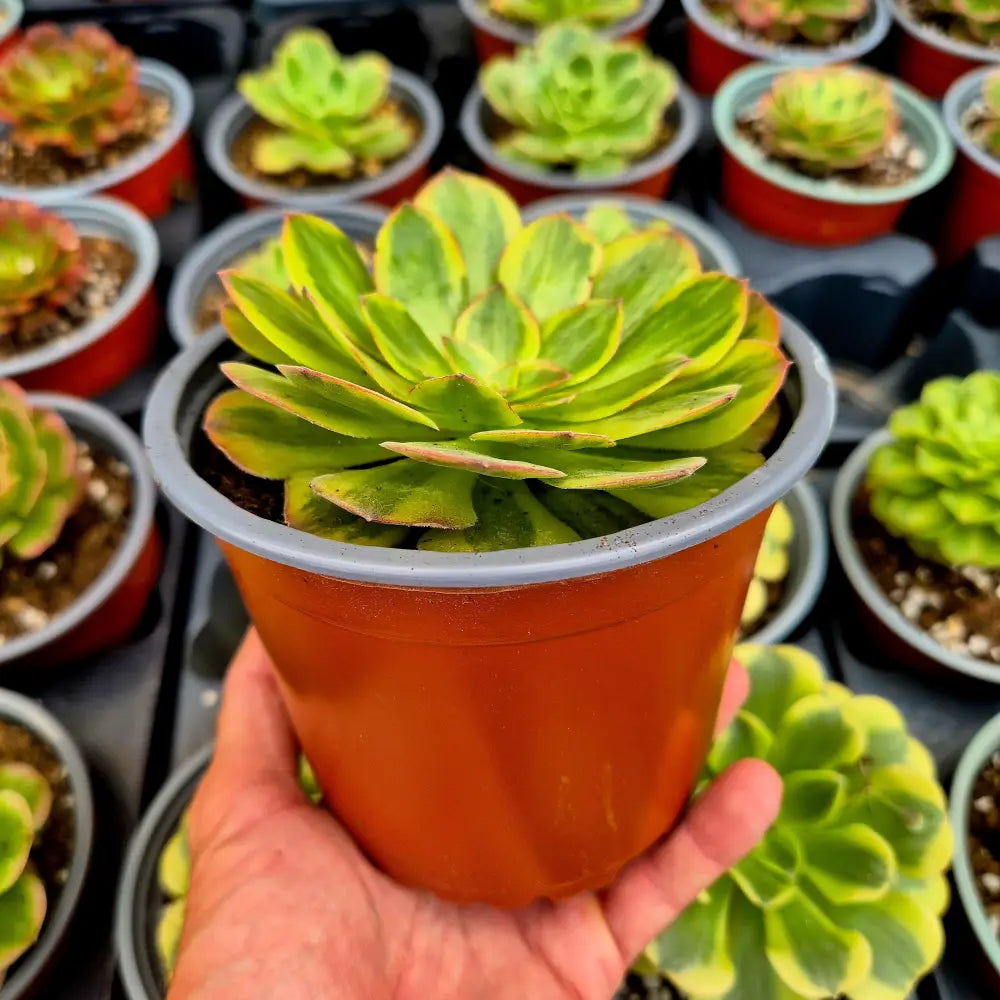 Aeonium ’M & M’ variegado