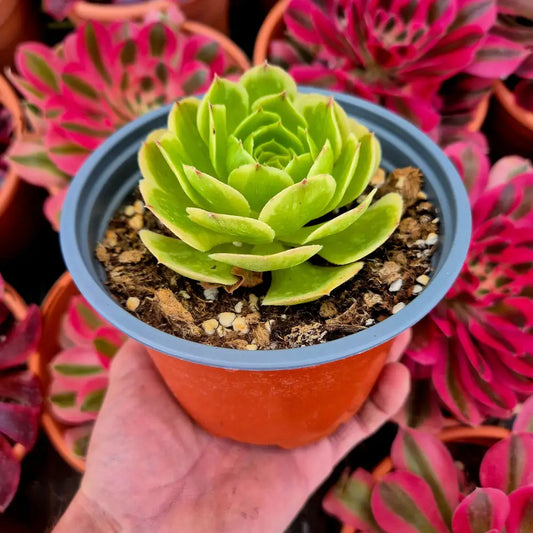 Aeonium ’Milky White’ variegado