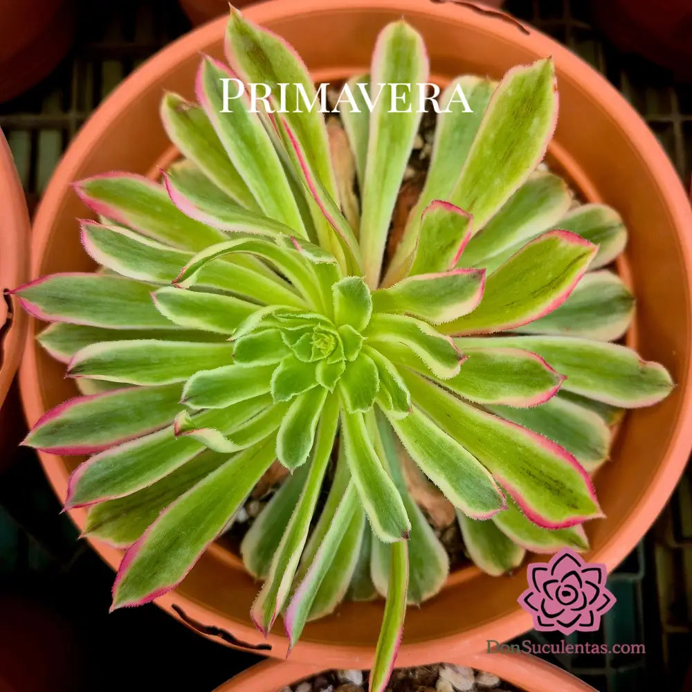 Aeonium ’Moqi’ variegado