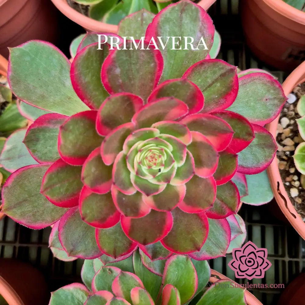 Aeonium ’Night Banquet’ variegado