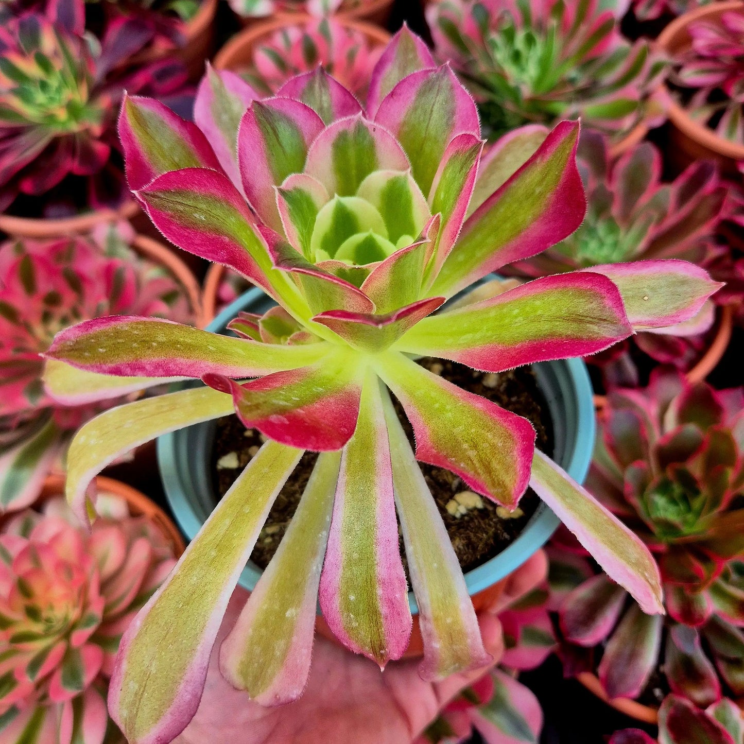 Aeonium ’Pink Crystal’ variegado