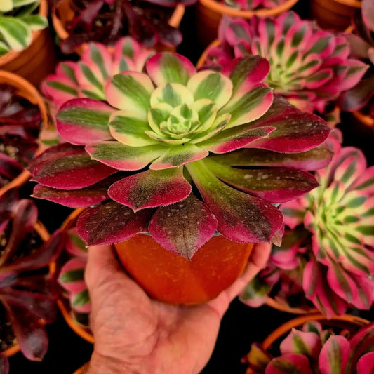 Aeonium ’Pink Fairy’ variegado