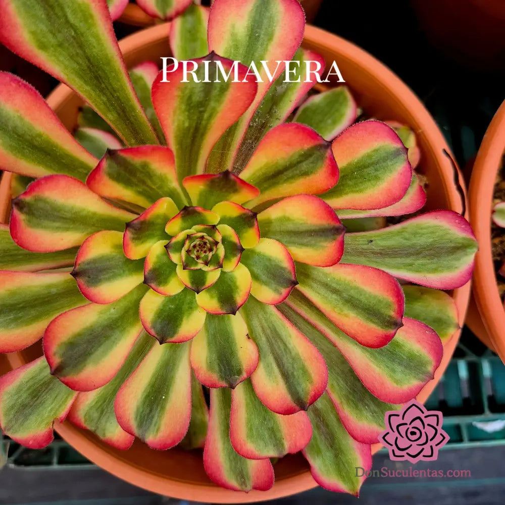 Aeonium ’Pink Maggie’ variegado