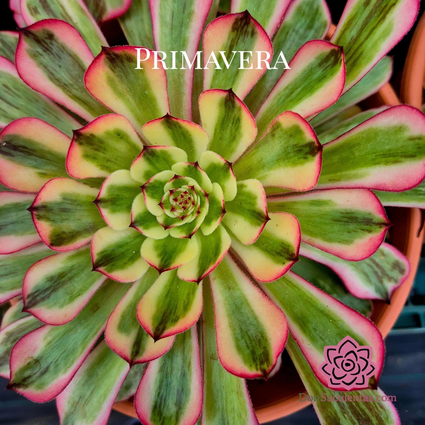 Aeonium ’Pink MoonLight’ variegado
