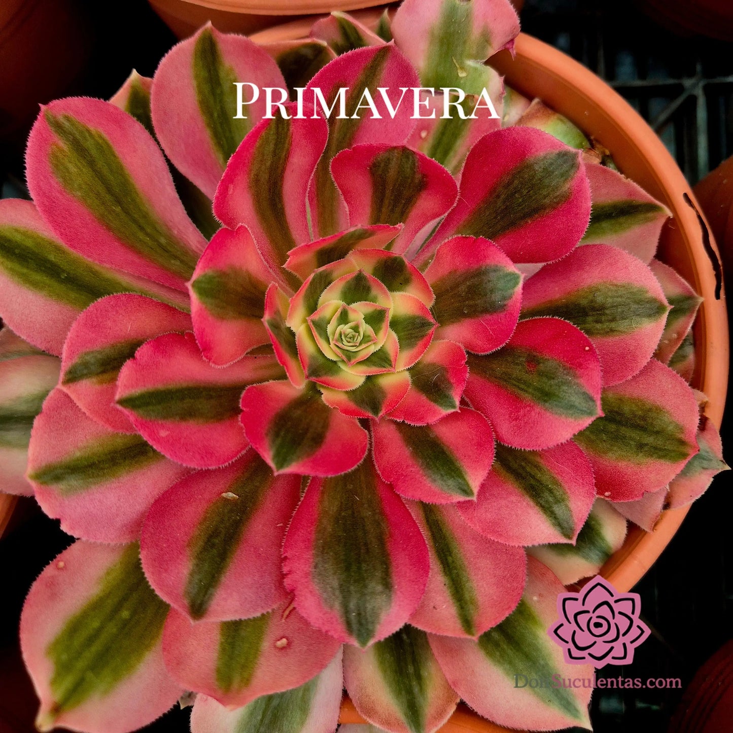 Aeonium ’Pink Witch’ variegado