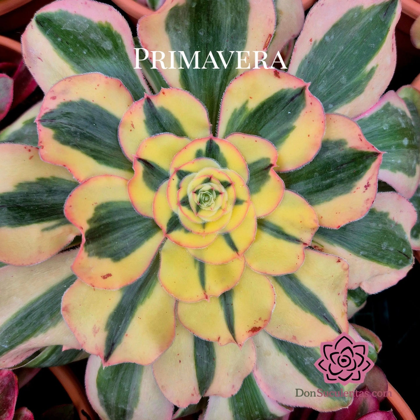 Aeonium ’Poseidon’ variegado