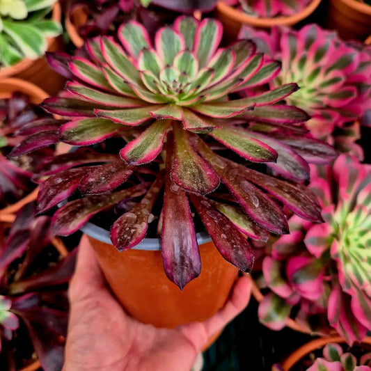 Aeonium ’Purple Glow’ variegado