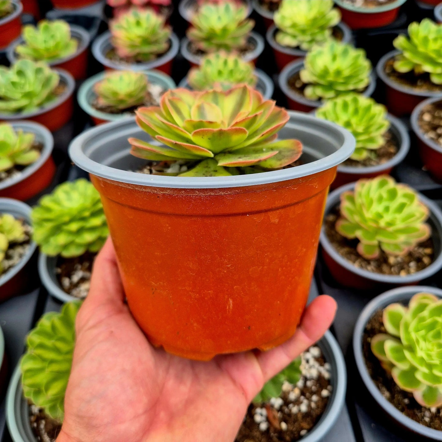 Aeonium ’Rain Lotus’ variegado