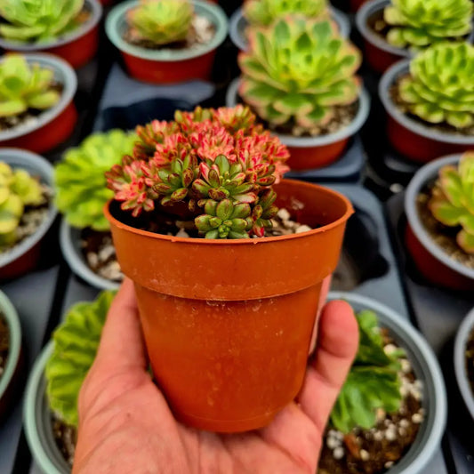 Aeonium sedifolium variegado