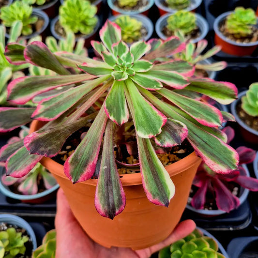 Aeonium ’Straight Flush’ variegado