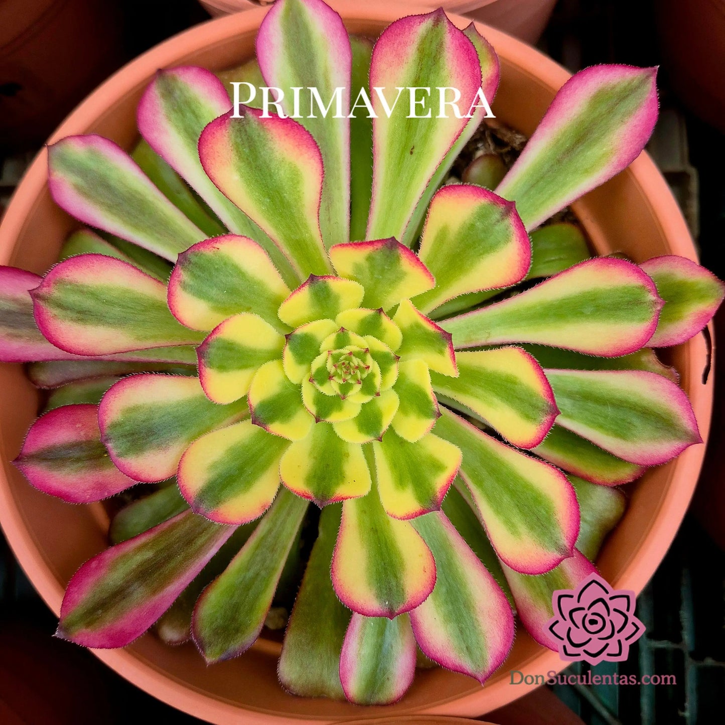 Aeonium ’Venus’ variegado
