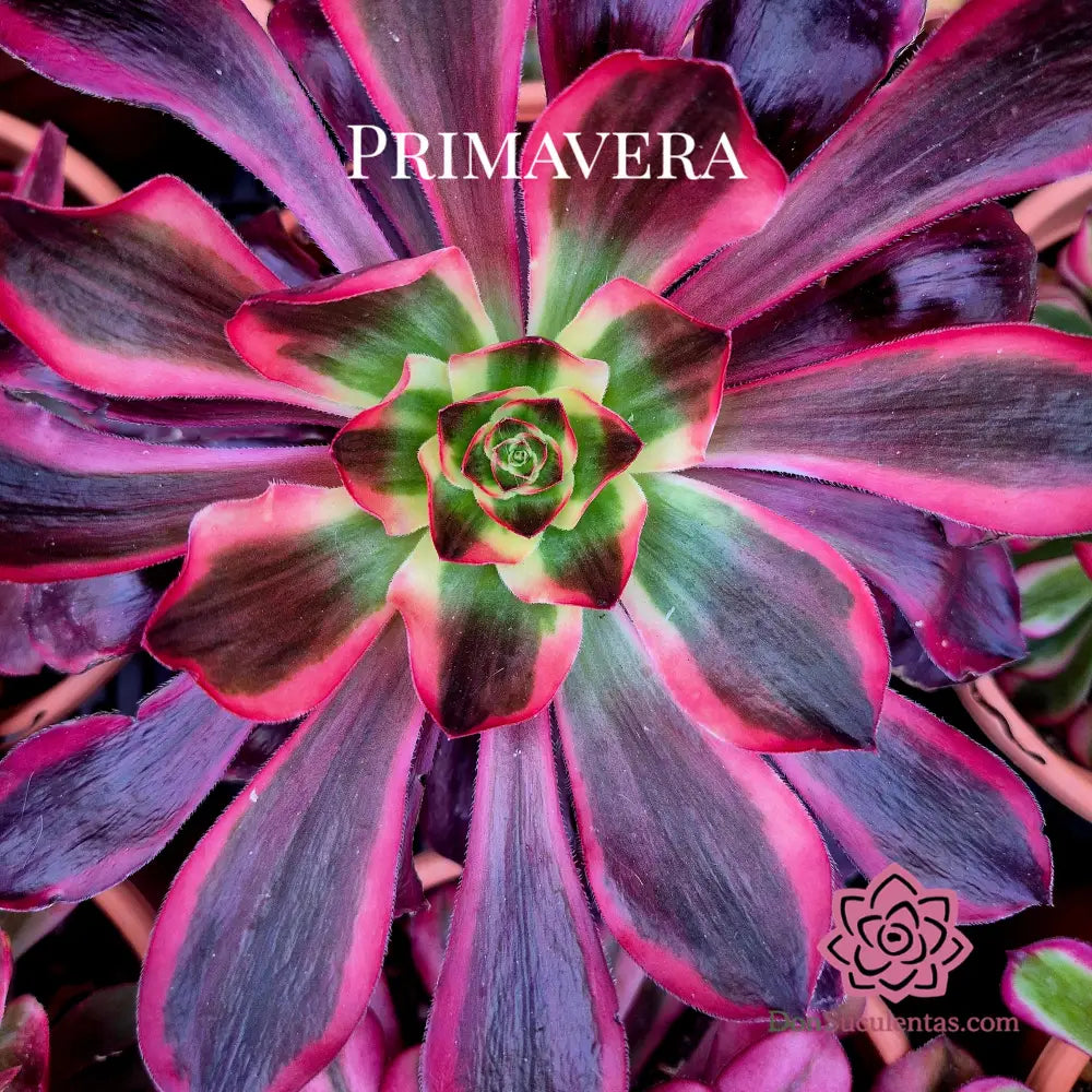 Aeonium ’Voodoo Red Witch’ variegado