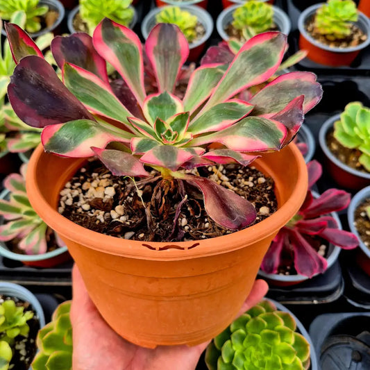 Aeonium ’Voodoo White’ variegado