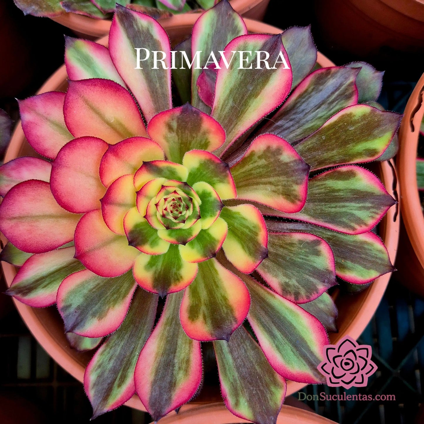 Aeonium ’Watermelon Taro’ variegado