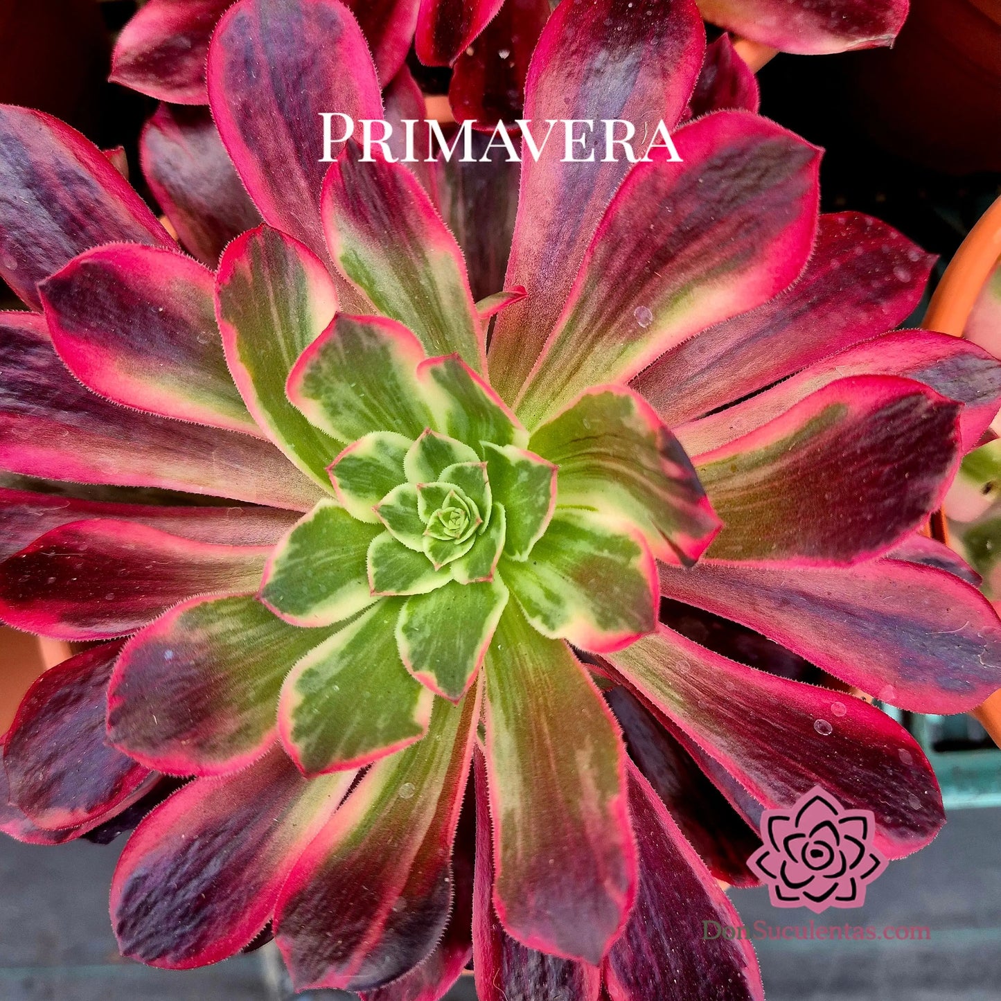 Aeonium ’Wedding Dress’ variegado