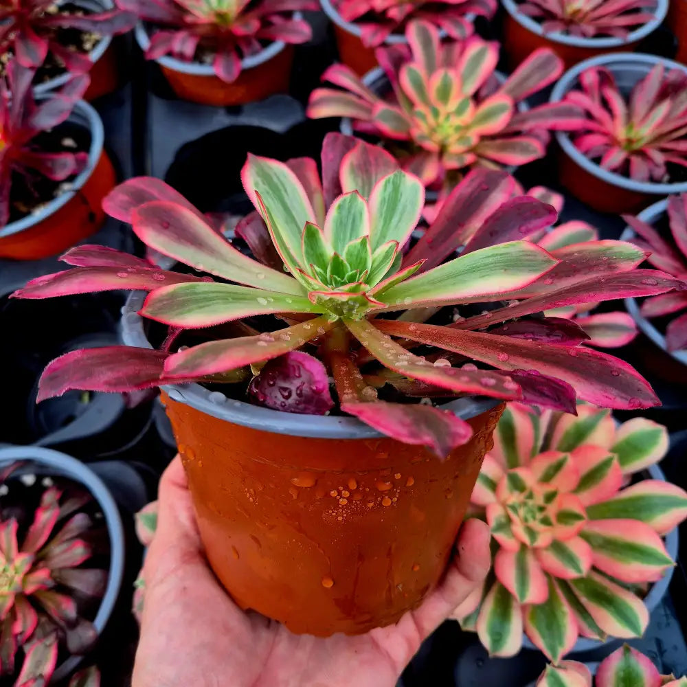 Aeonium ’Wedding Dress’ variegado