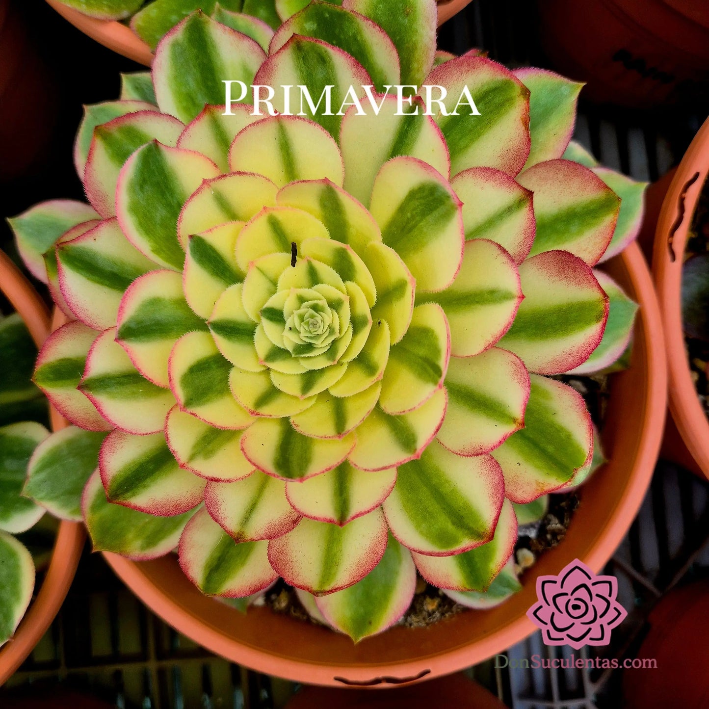 Aeonium ’White Qingcheng’ variegado