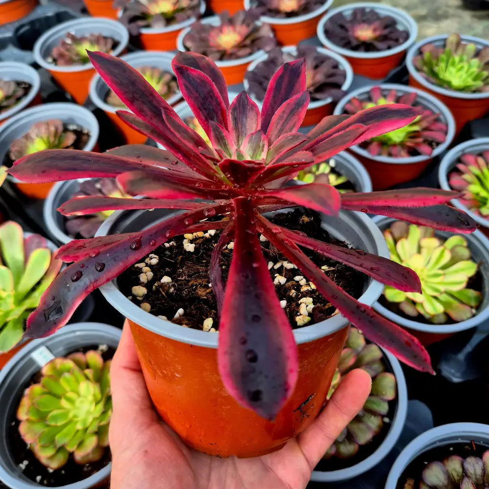 Aeonium ’White Wedding’ variegado