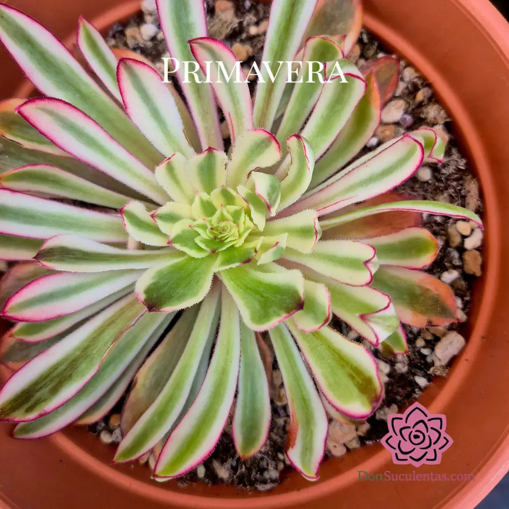 Aeonium ’Wonderland’ variegado