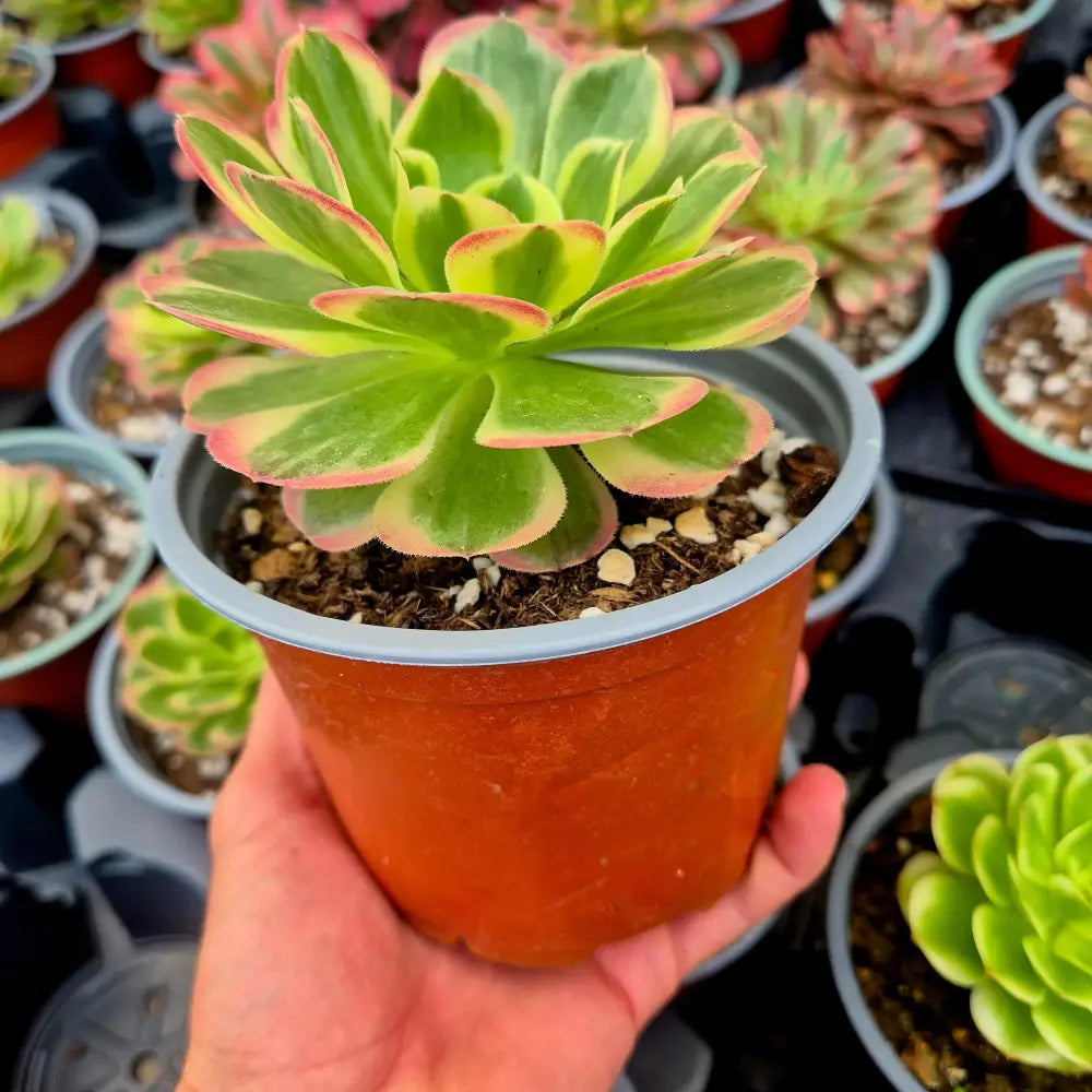 Aeonium ’Yuzi’ variegado
