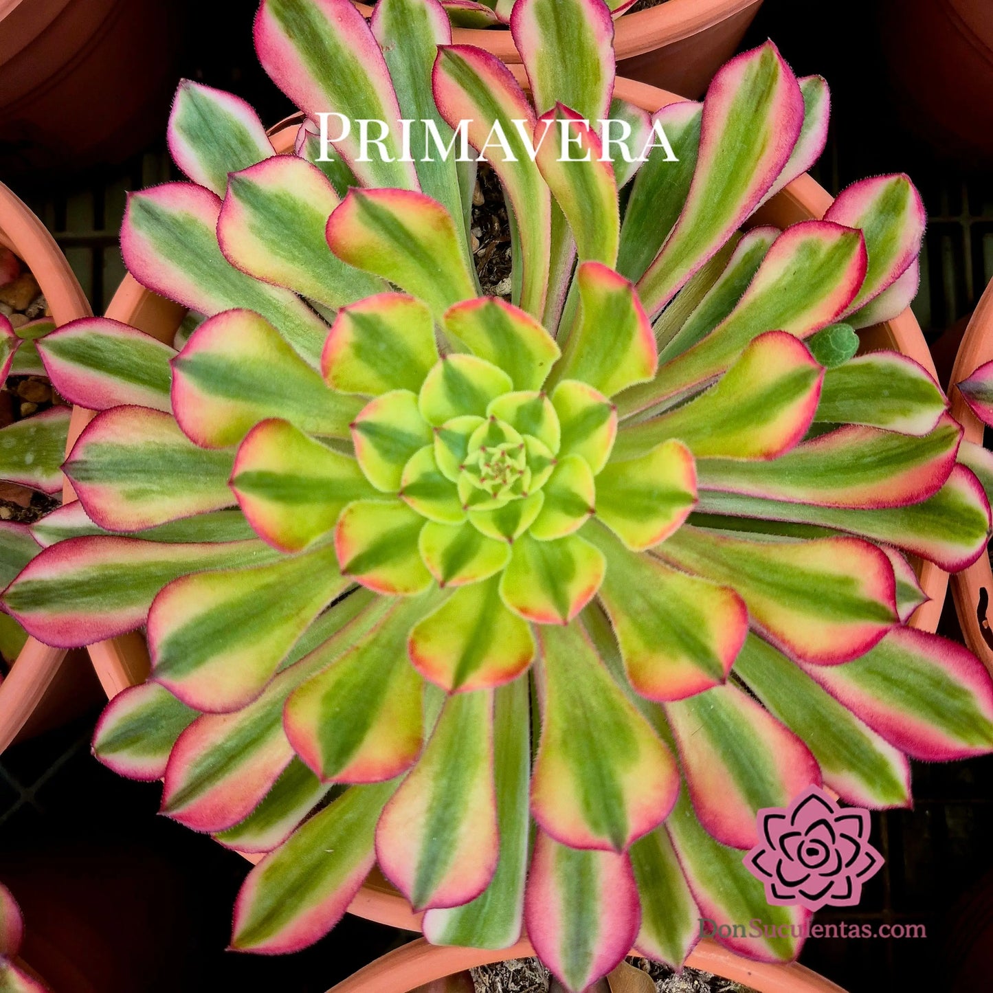 Aeonium ’Zhu Rong’ variegado
