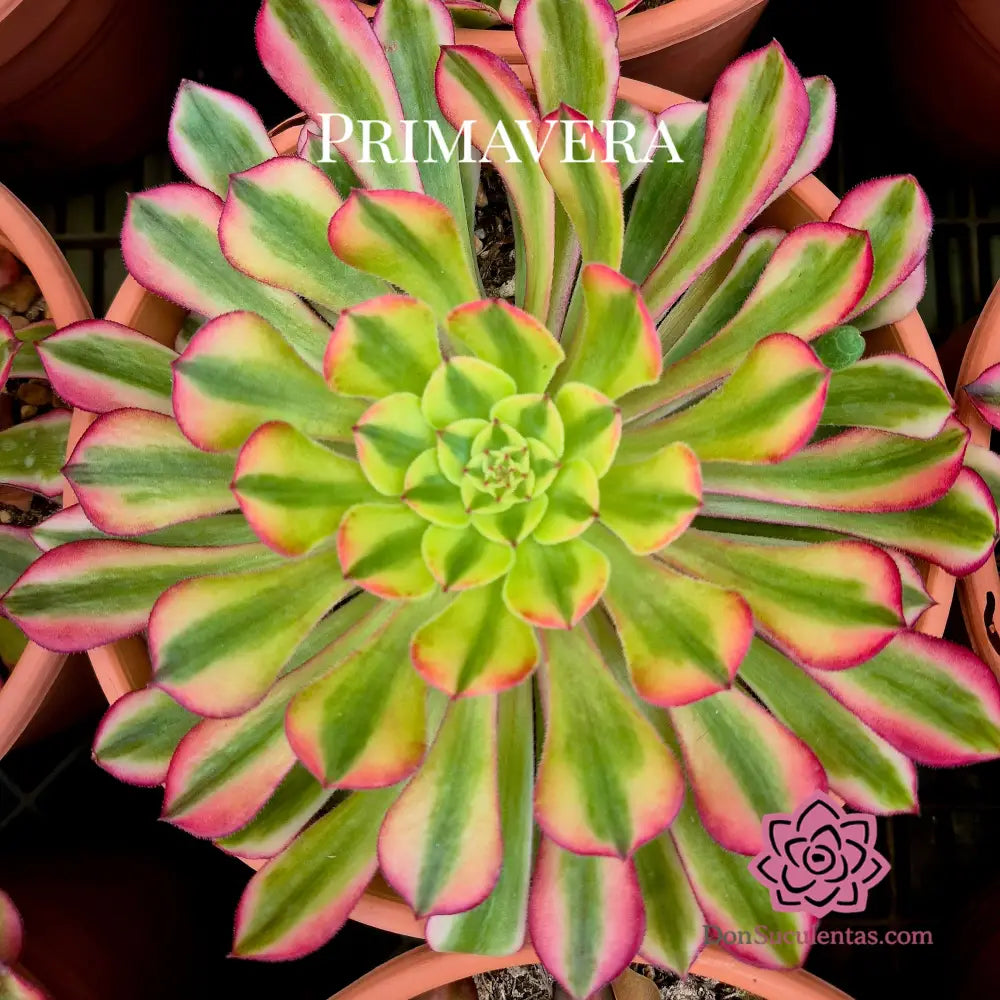 Aeonium ’Zhu Rong’ variegado