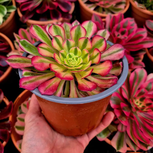 Aeonium ’Zhu Rong’ variegado