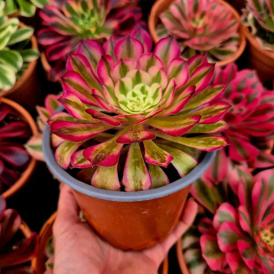 Aeonium ’Zwartkin’ variegado