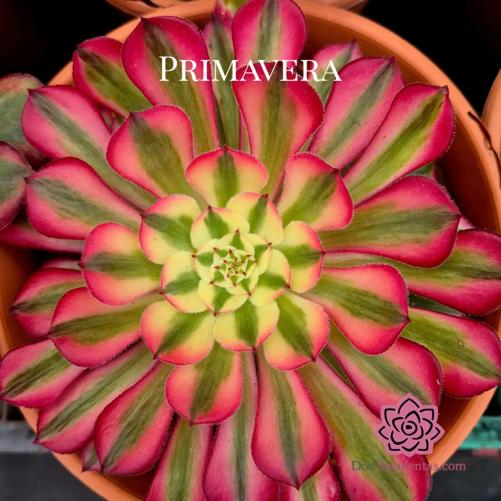 Aeonium ’Zwartkin’ variegado