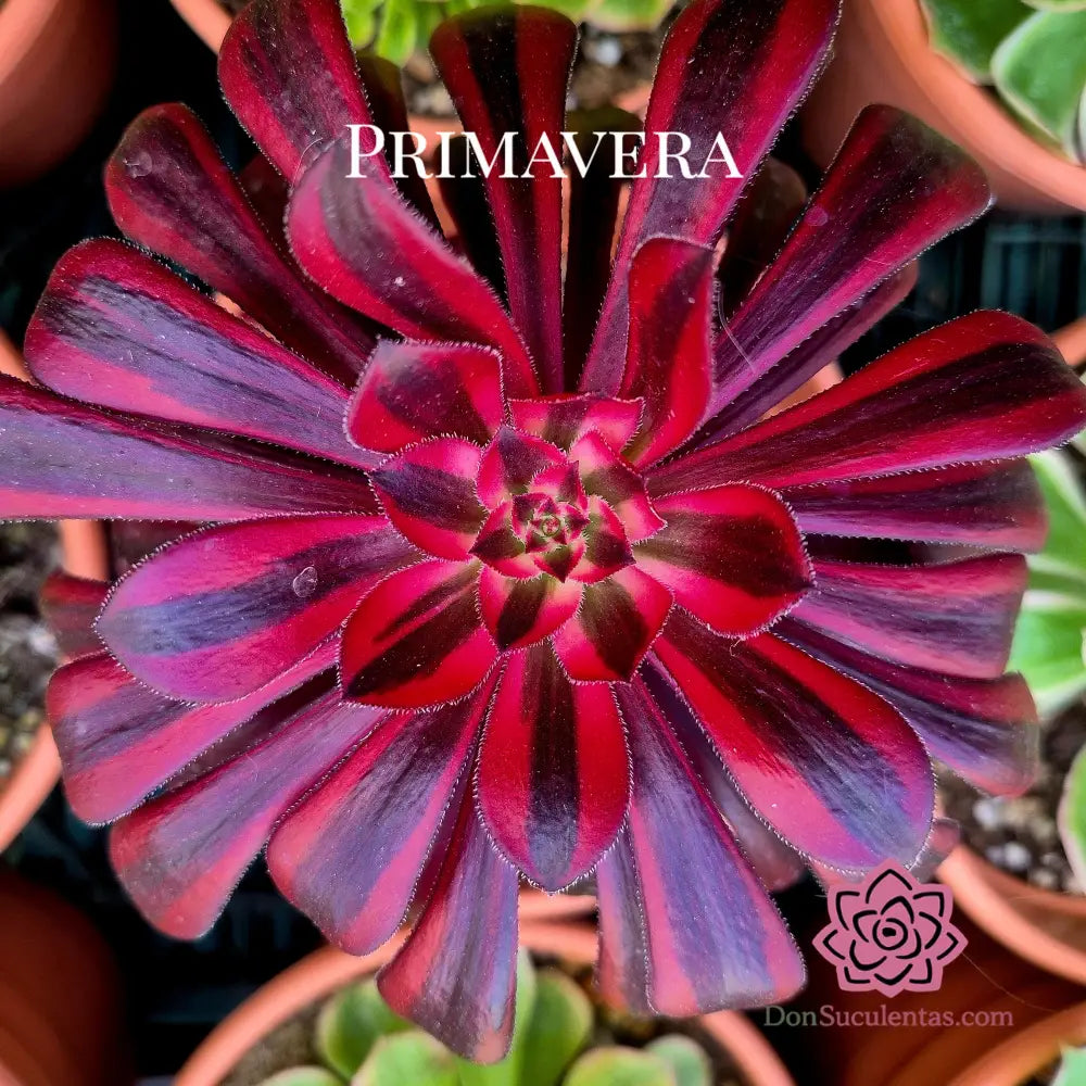 Aeonium ’Zwartkopp’ variegado