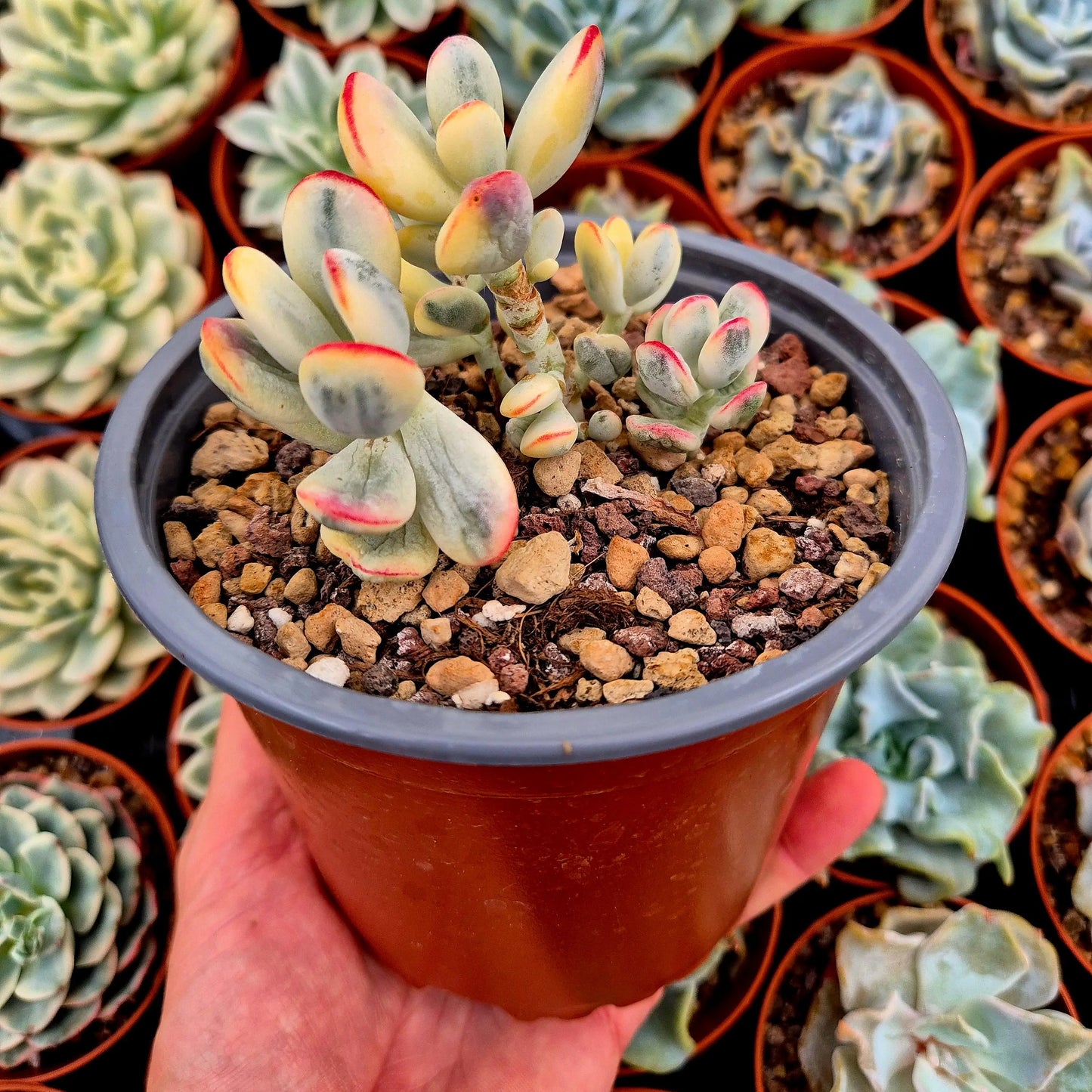 Cotyledon orbiculata var oophila variegado