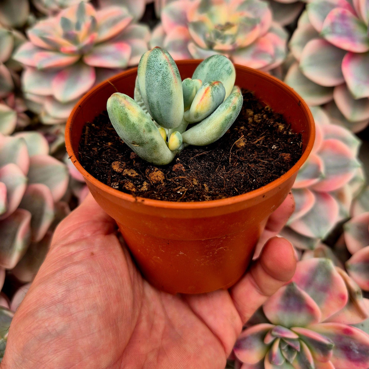 Cotyledon orbiculata var oophila variegado