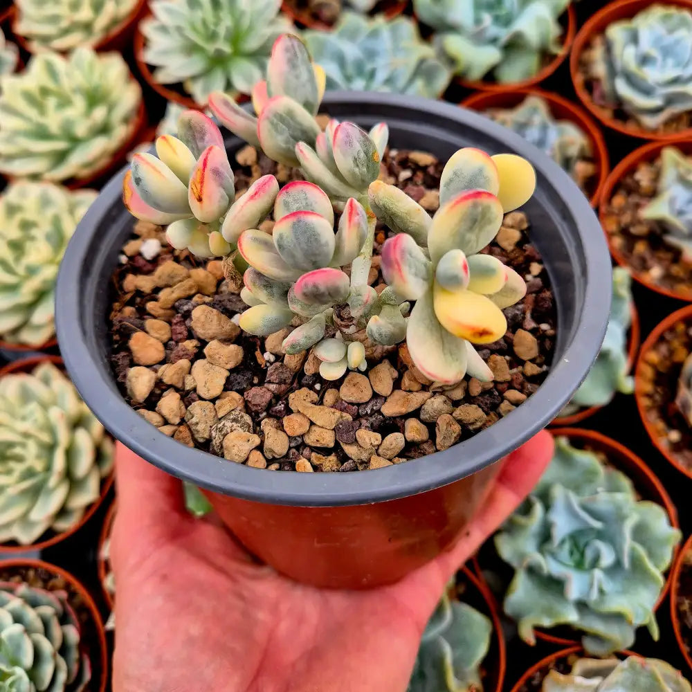 Cotyledon orbiculata var oophila variegado