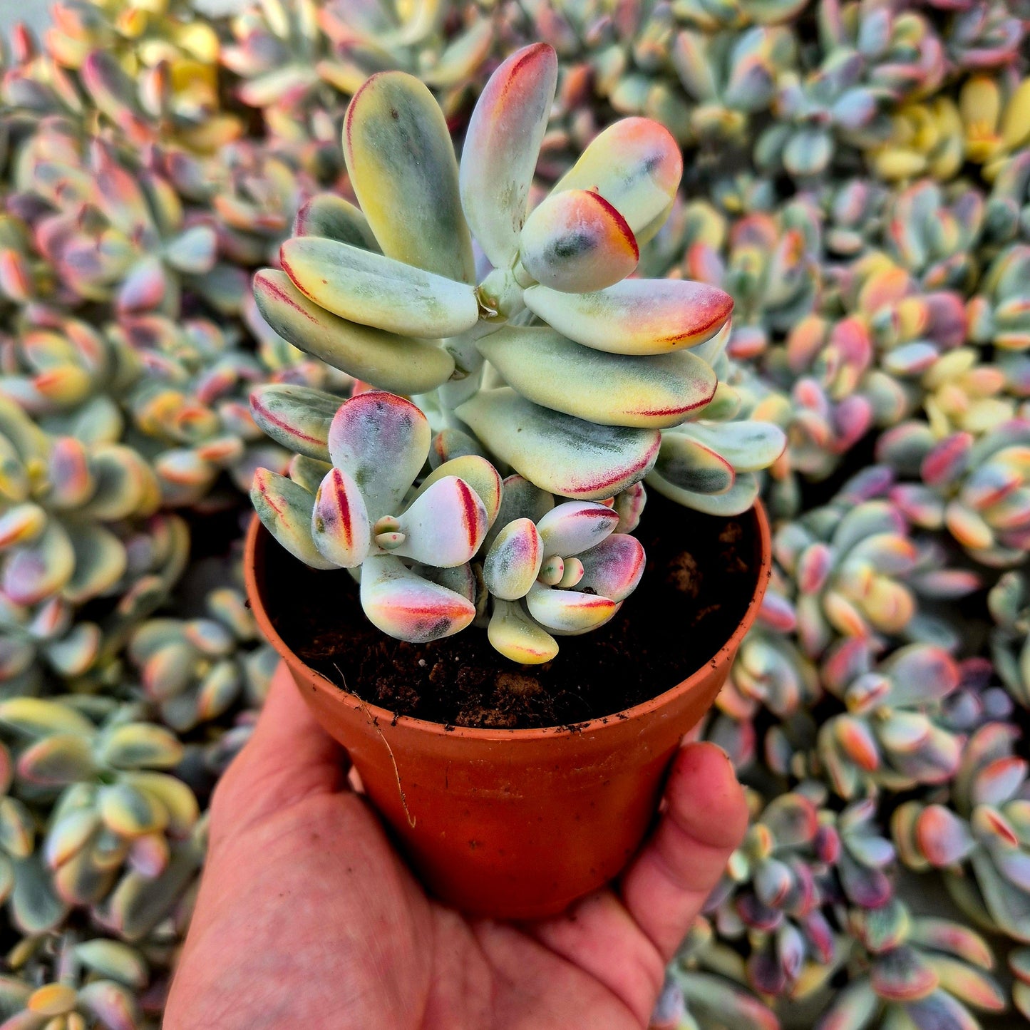 Cotyledon orbiculata var oophila variegado